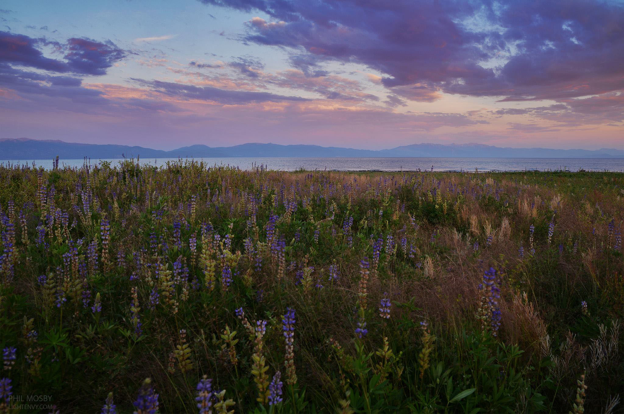 Lupines.