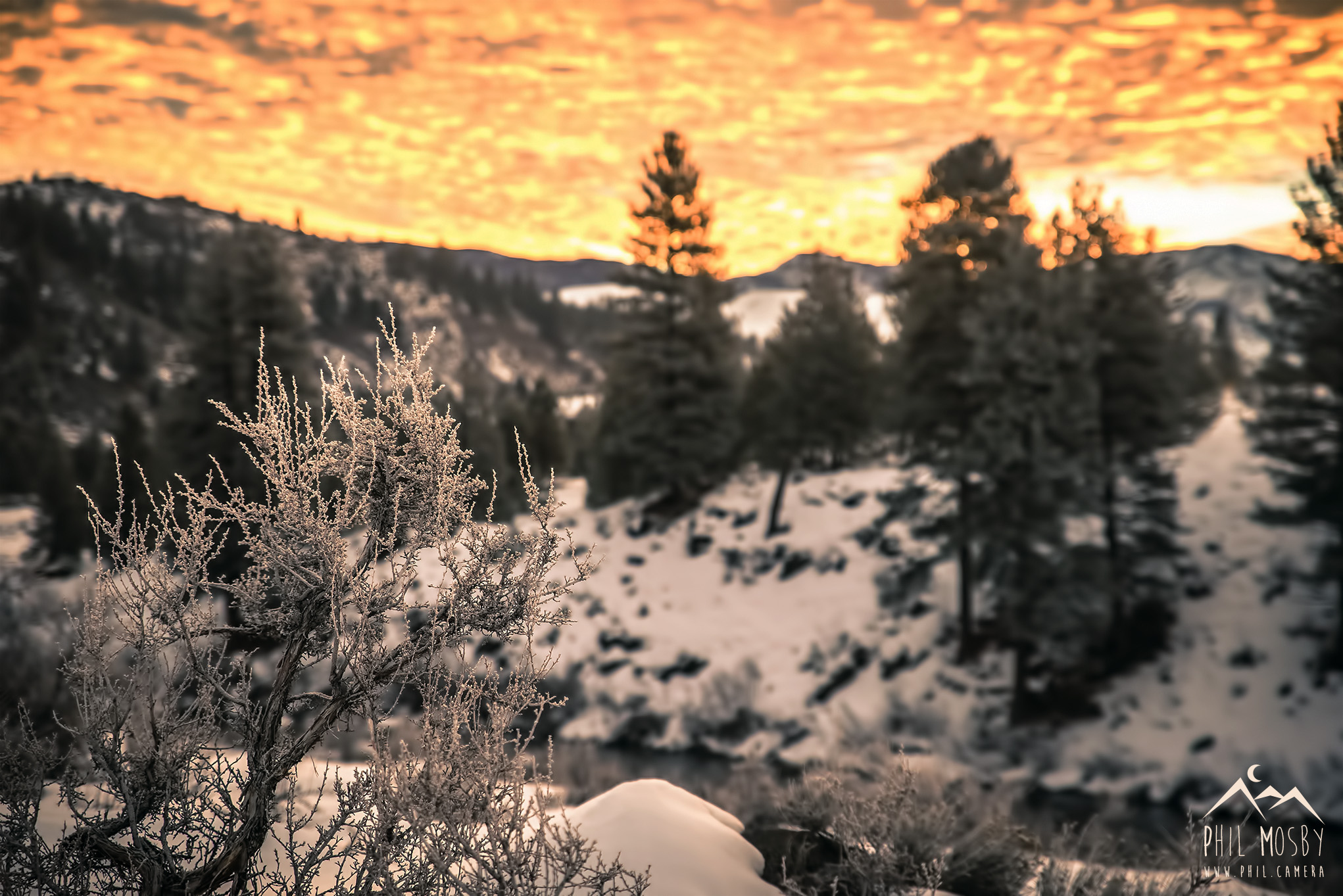 Frosted still life on the Truckee R